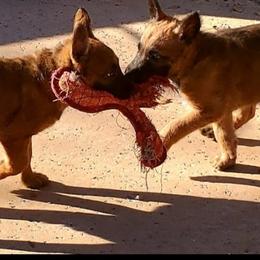 Belgian Laekenois Puppies from Cal Curly Coats Belgian Laekenois
