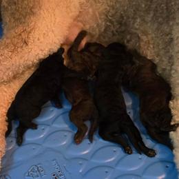 Puppy 1 - Brown female Poodle puppy in Browns Summit, North Carolina from Nailah's Beauties: Standard Poodles