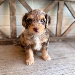 Lando - Brown merle male Aussiedoodle puppy in Allen, Texas from Calena’s Doodles