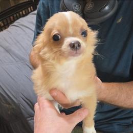 Scar - Fawn male Chihuahua puppy in Kyle, Texas from joy of chihuahuas tx