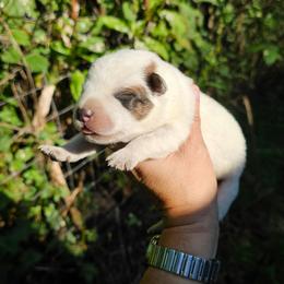 Red female 3 - Red speckled female Australian Cattle Dog puppy in Dalton, Pennsylvania from Whiteduck Mountain Kennel AKC Australian Cattle Dogs and Windy Hill Acres Kennel LLC AKC Fox Red Labrador Retrievers