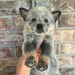 Boy 3 - Blue male Australian Cattle Dog puppy in Irvington, Kentucky from Dry Valley’s Australian Cattle Dogs