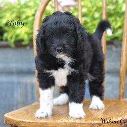 Aussiedoodle Puppies from Wilson Cattle Co.