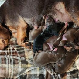Preacher - Brown white and tan male Beagle puppy in Bois D Arc, Missouri from Country Home Pets and Farm