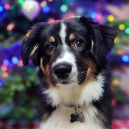 Australian Shepherds from 3am Riot Ranch