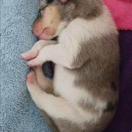 Blue Boy 9 - Blue merle white and tan male Collie puppy in Nunn, Colorado from Kingsgift Collies