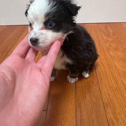 Rhaenyra - Black tri-color female Australian Shepherd puppy in Harrogate, Tennessee from Rocky Top Paws