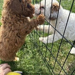 Cavapoo Puppies from Family Raised Mini Cavapoos