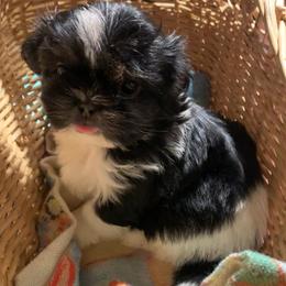 Boy 2 Buddy - Black and white male Shih Tzu puppy in Chipley, Florida from Shih Tzu Babies