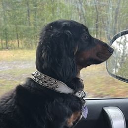 Dachshund All Grown Up from The Weiner Farm