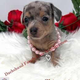 Athena - Black and tan female Companion Cross puppy in Prescott, Arizona from Dachshund Family Love Breeders