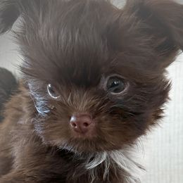 Sunshine Mikis Timothy - Mi-Ki puppy from Sunshine Mi-Ki's