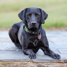Betty - Labrador Retriever