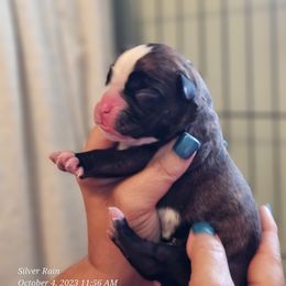 Boy 3(Buster) - Brindle Boxer puppy in Lafayette, Tennessee from Silver Rain
