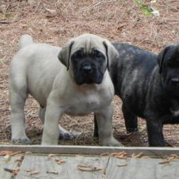 Mastiff Puppies from Two Ponds Mastiffs