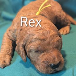 Rex - Yellow Collar - Red  male Goldendoodle puppy in Citrus Heights, California from Grandpaw's Golden Doodles