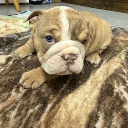 Pluto - Fawn male Bulldog puppy in Topeka, Kansas from Midwest Monster Made Bulldogs