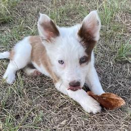 Border Collies from Celtic Farms Border Collies and Danes