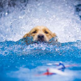 Golden Retrievers from Sunswept Goldens