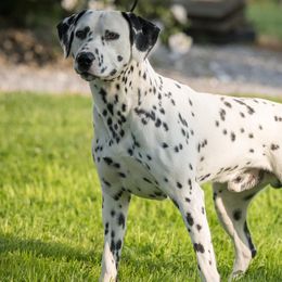 Dalmatians from Dewey’s Dals