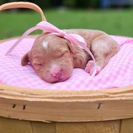 Cinnamon - Red female Bernedoodle puppy in Russell Springs, Kentucky from 270 Doodles