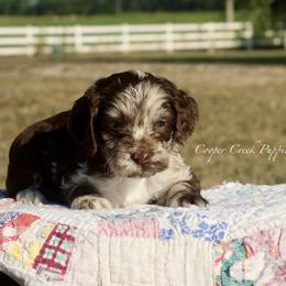 Hardin - male Cockapoo puppy in Lowry City, Missouri from Cooper Creek Puppies