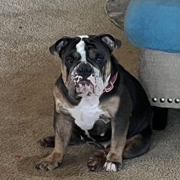 Luna - Bulldog