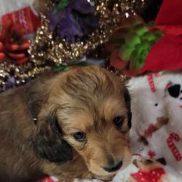 Dachshund Puppies from CLARK'S BREEDING PROGRAM