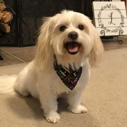 Sadie - Coton de Tulear