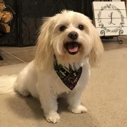 Sadie - Coton de Tulear