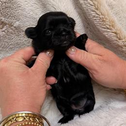 Black - Black female Shih Tzu puppy in Citrus Heights, California from The Lion dog Shih Tzu