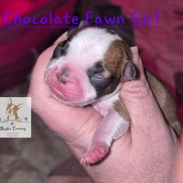 Regan - Red female Boston Terrier puppy in Colorado Springs, Colorado from M&Bs Boston Terriers
