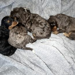 Bernedoodle and French Bulldog Puppies from Bernied00dle Love & Fr3nchi3 Love