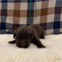 Green - Chocolate male Labrador Retriever puppy in Middleton, New Hampshire from Tag Hollow