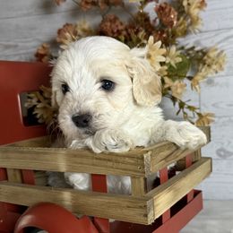 Cider - Cream male Maltipoo puppy in Bronson, Florida from Tabler Family Puppies