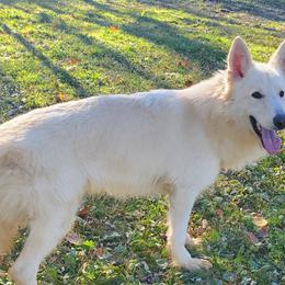 Chyna - Shiloh Shepherd
