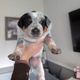 Blu (Blue Collar) - Blue male Australian Cattle Dog puppy in Ammon, Idaho from Piney River Cattle Dogs