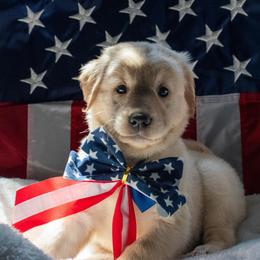 Sterling - Cream male Goldendoodle puppy in Glennville, Georgia from Pickle Creek Kennels