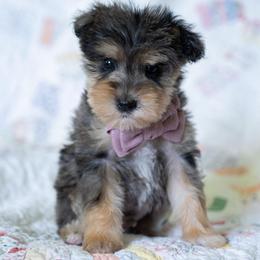 Rick Strike - Merle male Schnoodle puppy in Grove, Oklahoma from Grand Lake Poodles & Doodles