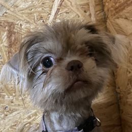 Athena - Shih Tzu