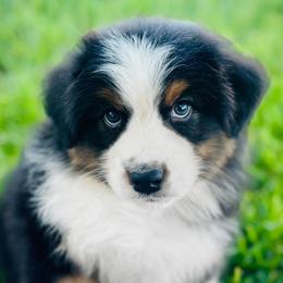 Jimmy - Black tri-color male Australian Shepherd puppy in Fountaintown, Indiana from Timber Run Aussies