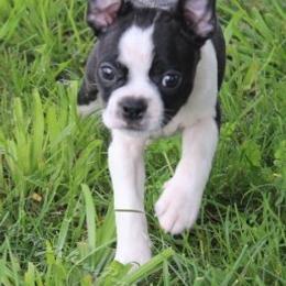 Beagle and Boston Terrier Puppies from Marti Acres ~ Boston Terrier & Beagles