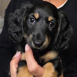 Pink Girl - Black and tan female Dachshund puppy in Lenoir, North Carolina from Yadkindale Kennel