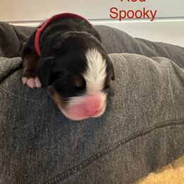 Bernese Mountain Dog Puppies from Midnight Bernese Mountain Dogs