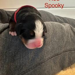 Bernese Mountain Dog Puppies from Midnight Bernese Mountain Dogs