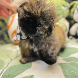 Nippet - Sable male Shih Tzu puppy in Mesa, Arizona from House of Zen Shihtzus