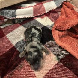 Dachshund Puppies from Lilly's Long Dogs
