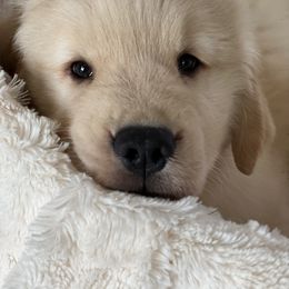 Golden Retriever Puppies from GameChanger Golden Retrievers