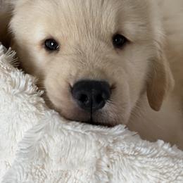 Golden Retriever Puppies from GameChanger Golden Retrievers