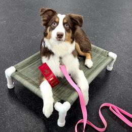 Jazzy - Australian Shepherd